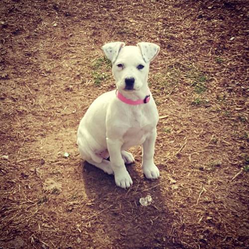 Look at this cutie. #cutie #pitbullmixpuppy #puppy #prettyinpink