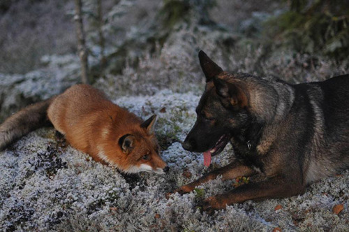 sixpenceee: The Fox and the Hound Tinni is a Norwegian dog that belongs to photographer Torgeir Berg