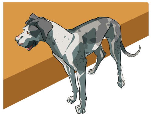 My favorite coat color for Great Danes is MERLE! I love its infinite variations and how absolutely u