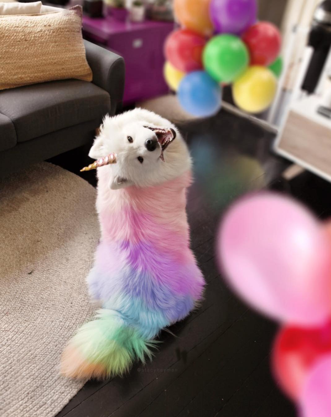 awwcutepets:  A wild unicorn appears