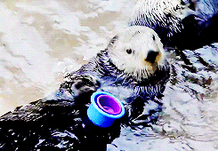cheerbaitromanjosi59:  dailyanimals:   [x]   I love how in the second gif the otter looks so pissed that the human gave him the cups in the wrong order. 