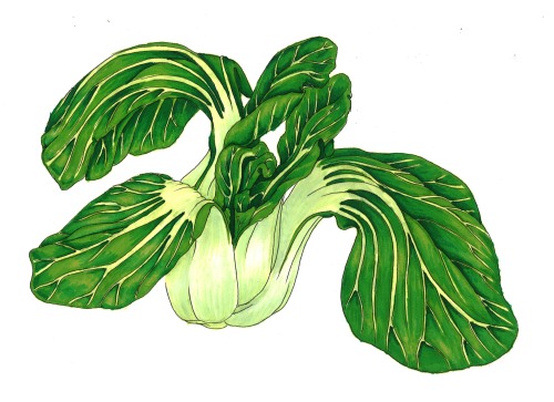 Slightly Wilted Bok Choy in the Style of GallusI had a class on cultivating style in botanical illus