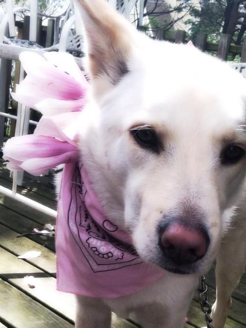 lusnka: Spring has sprung. My jindo puppy enjoying the spring air, and magnolias that have blossomed
