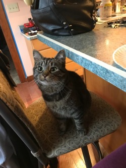 coolcatgroup: “Give me steak blease!! I good!!”