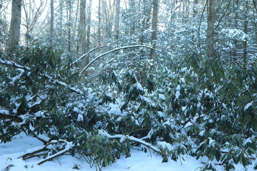 Snow-draped rhododendron and hemlock bask in a soft winter light.