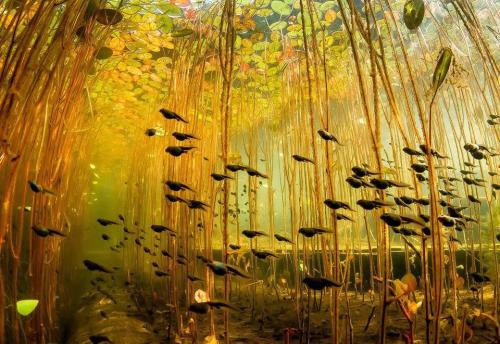 sixpenceee:  Tadpoles swim through a jungle of lily stalks in Cedar Lake on Vancouver Island, Canada. (Source) 