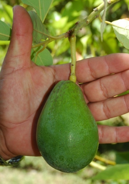 biodiverseed:COLD-HARDY AVOCADOSPictured:Persea americana ‘WilmaTM&rsquo; [hardy to -9.5˚ 
