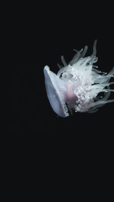 iphone6papers:  Get Wallpaper: http://iphone6papers.com/nh77-jellyfish-dark-sea-ocean-animal/