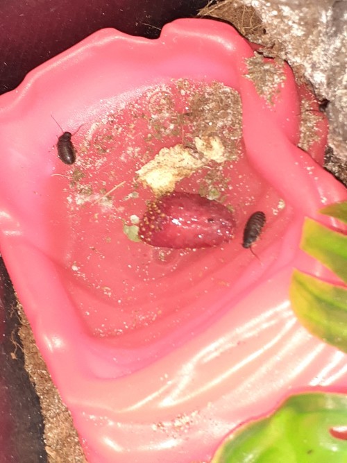 Hisser Photo Dump