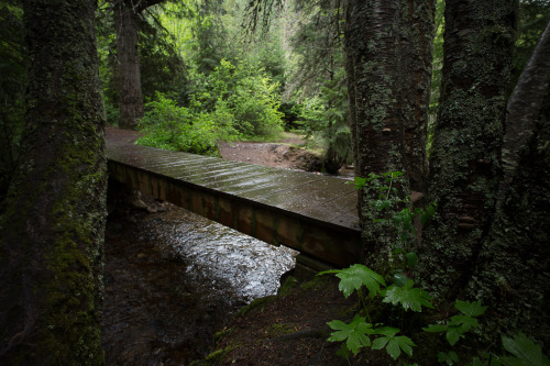 lobo-de-luna:  A good rainy day for a hike. 5-13-15