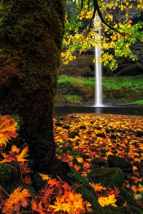 sublim-ature:  Silver Falls State Park, OregonErin Rigg 