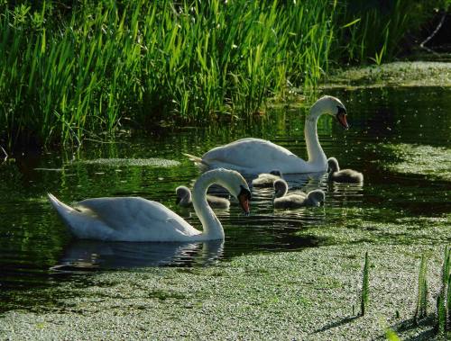 More mare’s tails and neighbouring denizens.