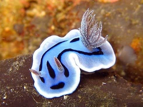 darkandlonelywaters:  magicofoceans:  “There are over 3,000 known species of nudibranchs, and scientists estimate that only half have been discovered so far. The creatures soft-body and short life span of 1 year make it possible for many of them to