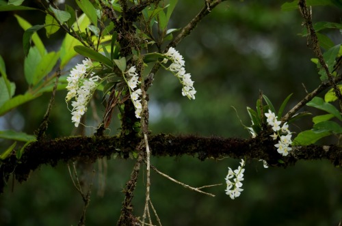 orquidofilia:  Rodriguezia cf. venusta, in situ, Guaraqueçaba, PR, Brazil. Orchidaceae: Oncidiinae. By  Orlando Graeff. [x] 