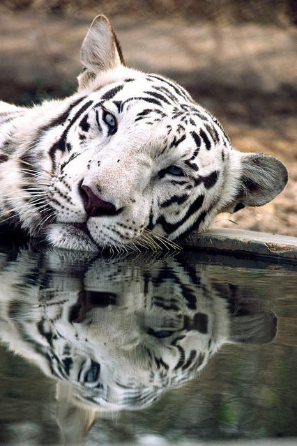 glamboyl:  Calm Reflection - white tiger adult photos