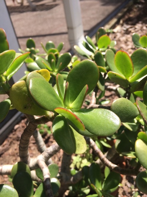 Crassula ovata is in the family Crassulaceae. Commonly known as Jade plant, it is native to South Af