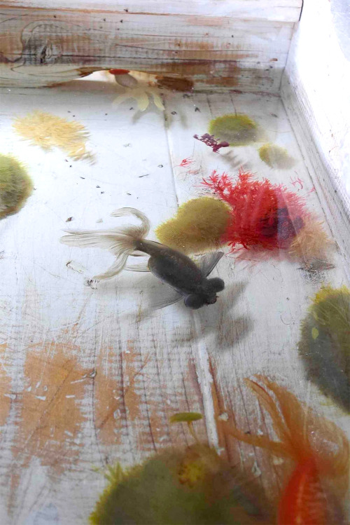 asylum-art-2:Riusuke Fukahori’s Lifelike Goldfish Painted in Acrylic Between Layers of Resin Japanes