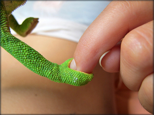 beastboy:  chameleons have such cute hands porn pictures