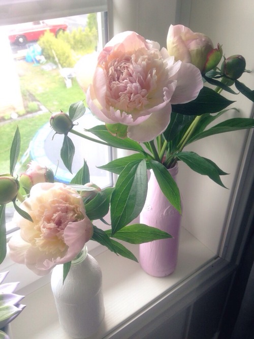 nat-uralist:I can’t stop taking pictures of my peonies in my room, they are blooming so beautiful