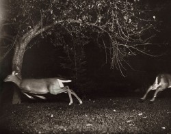 Zielenadel:georges Shiras Lll .  Hunting White Tailed Deer With A Camera . Northern