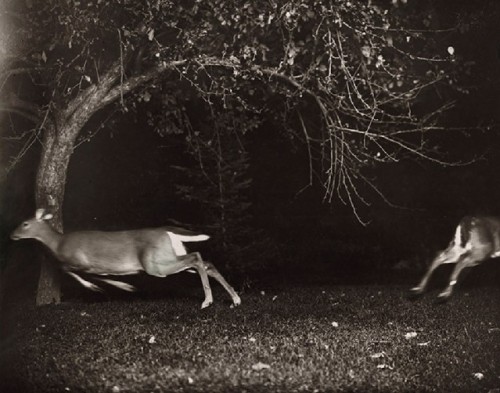zielenadel:Georges Shiras lll .  Hunting White Tailed Deer with a Camera . Northern Michigan . 1930