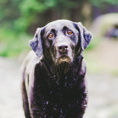 Met this handsome old doggo while camping a few weeks back. Honestly it’s a dream of mine to just ta