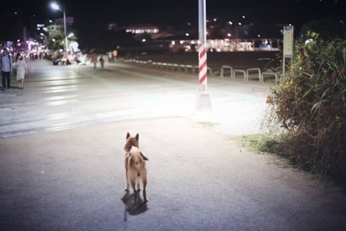 野良犬になる練習をしてるよ！ 正在學習當一隻流浪柴柴！ #台湾ごまちゃん#ごまちゃん散歩#柴犬　#街のしば　 #散歩 　 https://www.instagram.com/p/BqpxpPv