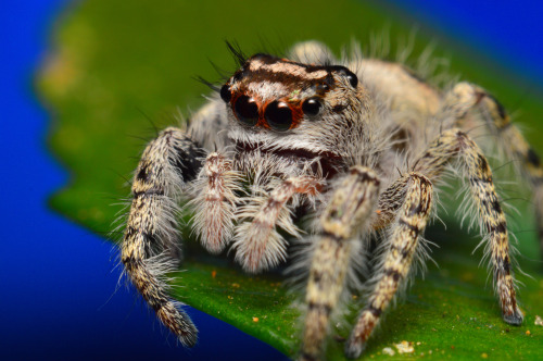 Subadult female Phidippus Otiosus (repost)One of my favorite sessions, and spiders, I’ve ever dealt 