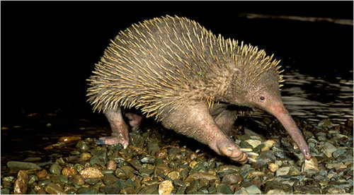 rasec-wizzlbang:dimetrodone:Long beaked echidnas are just Kiwi griffinswhat do you mean ‘just’Don&rs