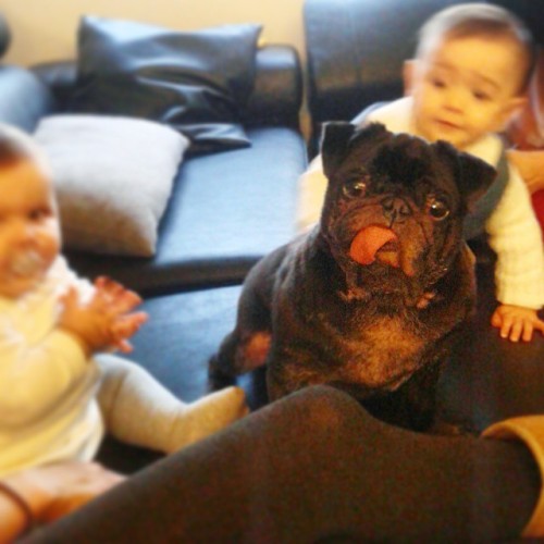 ihugpugs:  Dog Lover Shirts: http://bit.ly/1sIvs6I 
