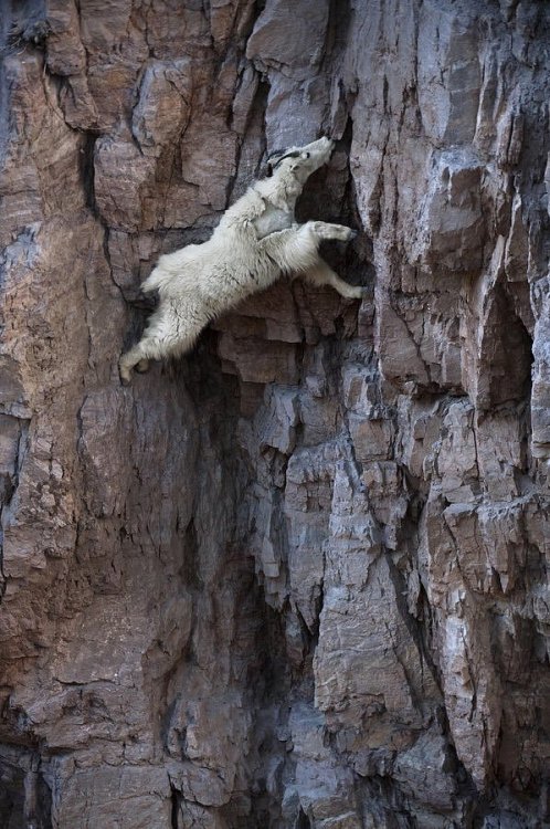 babyanimalgifs:When the world is awaiting your downfall, but you’re a goat