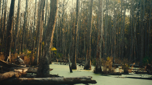 shesnake:The Underground Railroad episode 1 "Chapter 1: Georgia" (2021) dir. Barry Jenkins