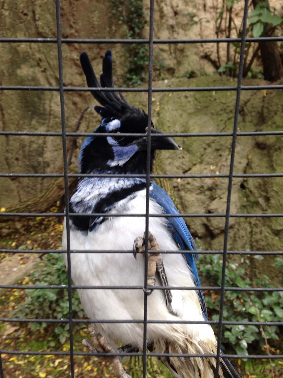 whereismystrawberrytart:  I made a friend. It’s a Black-Throated Magpie-Jay, and