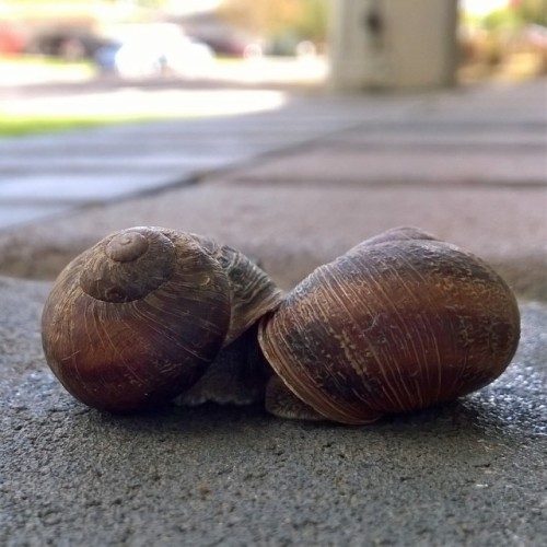 Ever see two snails gettn cozy?