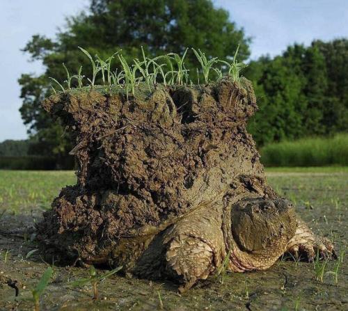 tortus-blog:A common snapping turtle coming out of hibernation creating this recognizable image.– 