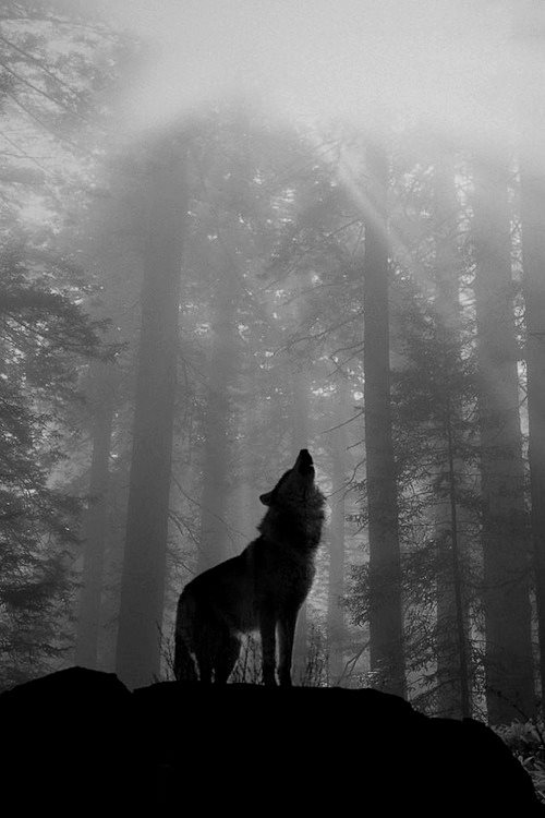 littledarkfallenangel:  Maybe the wolf is in love with the moon and each month it