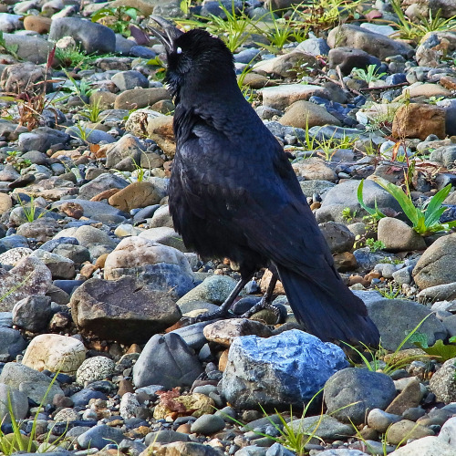 kinkurohajiro:  27 nov. 2014(木) Carrion Crow family at Go-jo @ Kamogawa Go-jo, Kyoto.  1&2; kid,  3; mum and dad(left) getting mad at some crows flying around over their territory,  4&5; angry mum (with cute puff head XD),  6; kid trying to