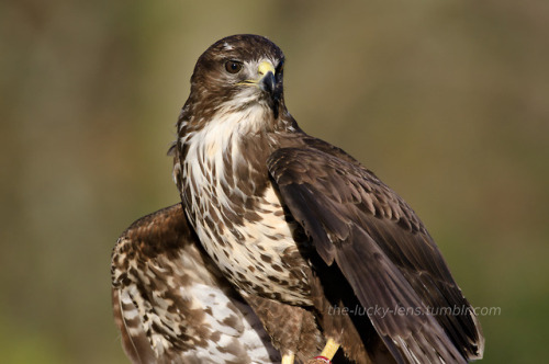 Common buzzard (Buteo buteo)