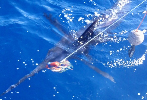 Joli marlin bleu pris sur Madrise en Guadeloupe