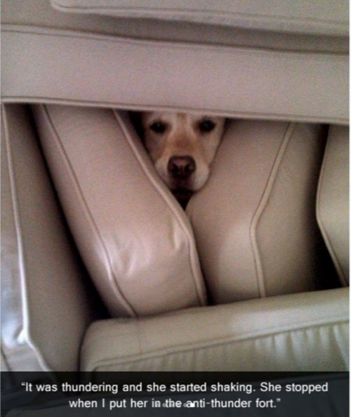 babyanimalgifs:Animal snaps