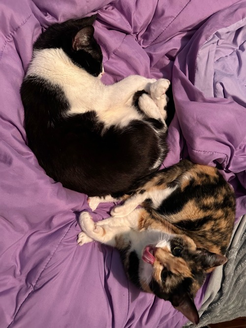 They Treat My Bed Like Its Theirs