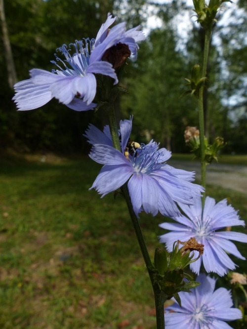 Common chicory (Cichorium intybus)