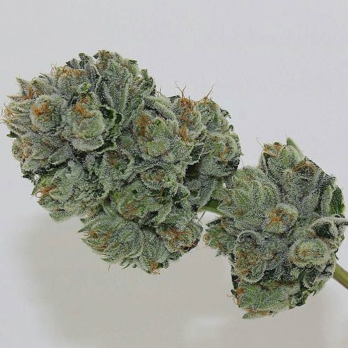 weedporndaily:  White Fire OG grown and photod by @oldgrowthgardens   FROSTY