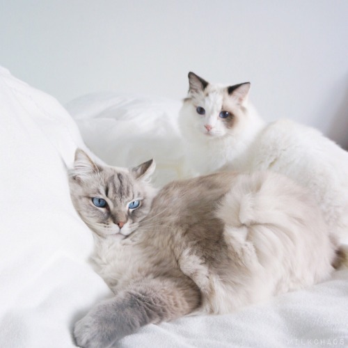 milkchaos: i promised @addignisherlock to post pictures of my cats, so here they are. (edited bright