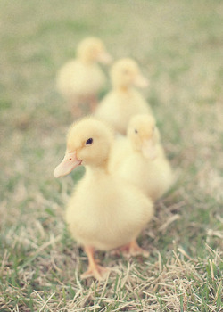 deoxify:  Trying to get my ducks in a row