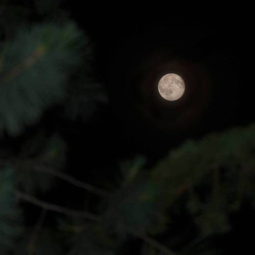 Just the #moon #fullmoon peaking through the #trees #tree in the #sierranationalforest #california #