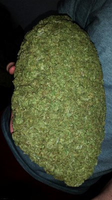 weedtacular:So we bought a pound of weed.