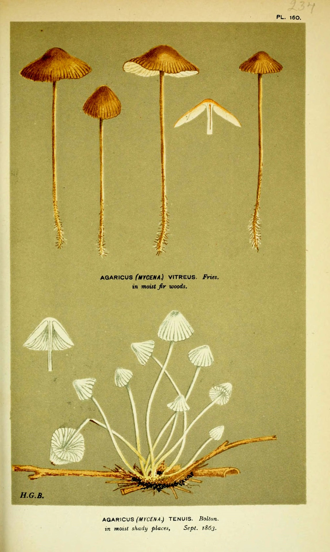 wapiti3:  Illustrations of British Fungi (Hymenomycetes), to serve as an atlas to