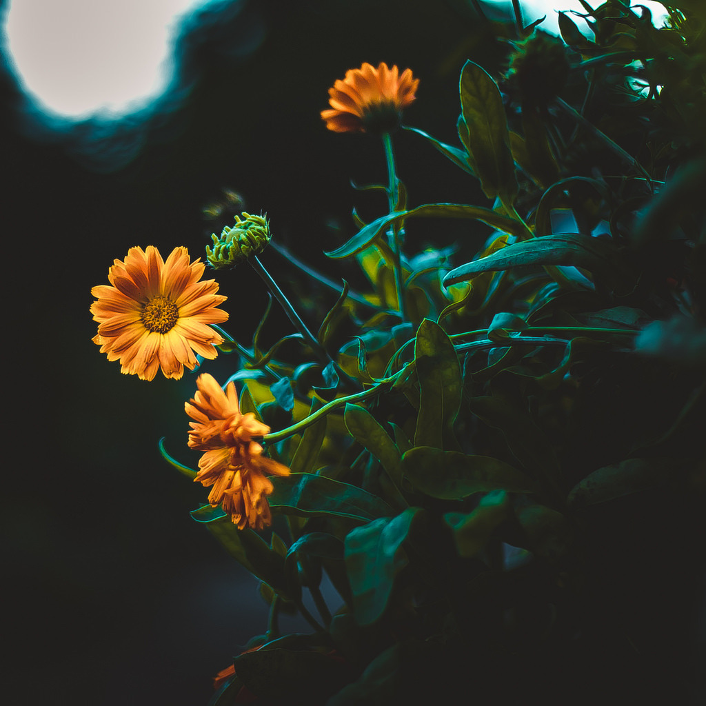 drxgonfly:  Yellow (by  Kristina Manchenko)