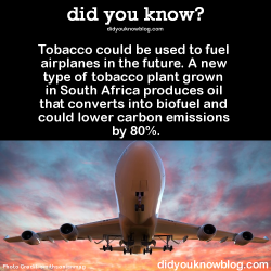 did-you-kno:  Tobacco could be used to fuel